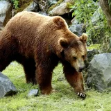 Un poderoso oso pardo camina cerca de un arroyo rocoso, rodeado de exuberante vegetación y la tranquilidad de la naturaleza.