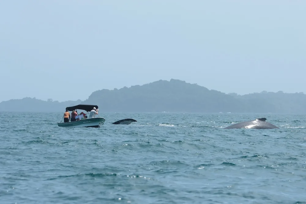 Ruido de barcos baja 45 % los cantos de ballenas en Panamá