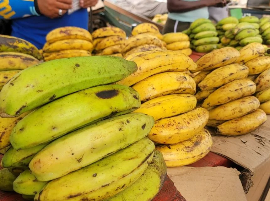 El plátano se encarece en Maracaibo y ya pesa en la mesa
