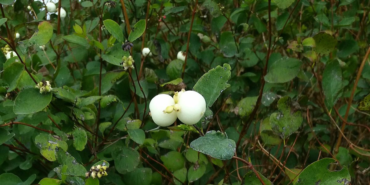 Ghostberry: El último ingrediente para el cuidado de la piel que deberías tener en cuenta