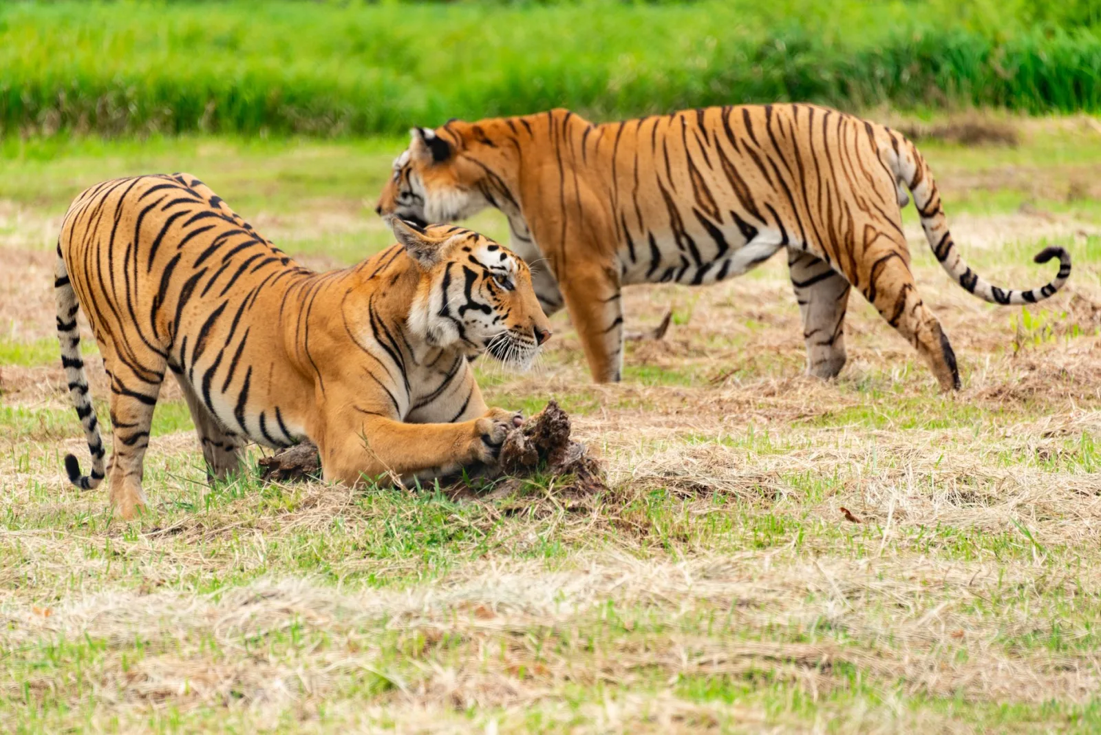 Dos majestuosos tigres recorren un campo cubierto de hierba, mostrando su belleza y poder naturales.