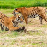 Dos majestuosos tigres recorren un campo cubierto de hierba, mostrando su belleza y poder naturales.