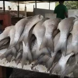 Comerciantes de la Curva de Molina resisten entre apagones