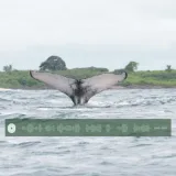 Ruido de barcos baja 45 % los cantos de ballenas en Panamá