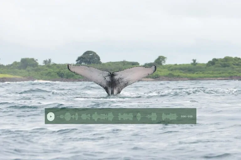 Ruido de barcos baja 45 % los cantos de ballenas en Panamá
