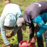 Aseguran 900 mil toneladas de hortalizas para Navidad