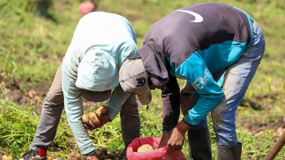 Aseguran 900 mil toneladas de hortalizas para Navidad