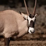 A detailed view of a majestic Gemsbok in a natural setting, captured in San Antonio, Texas.