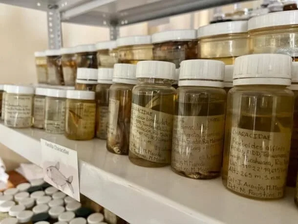 La primera colección de peces de Madre de Dios revela el daño minero