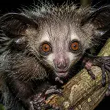 El aye-aye, el único primate con 12 dedos en las manos y un pseudopulgar que desconcierta a los científicos