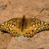 Macro shot of a Variegated Fritillary butterfly (Euptoieta claudia) resting on the ground.