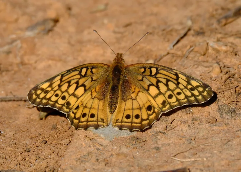 Macro shot of a Variegated Fritillary butterfly (Euptoieta claudia) resting on the ground.
