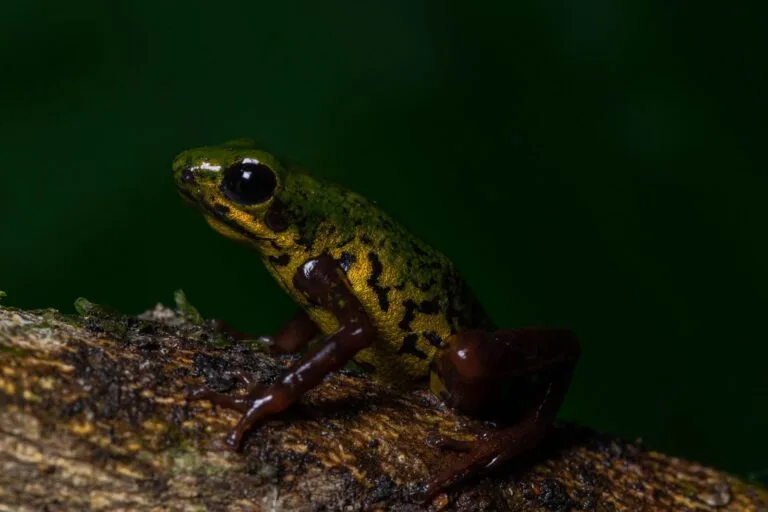 Tres nuevas especies amplían el mapa de la biodiversidad