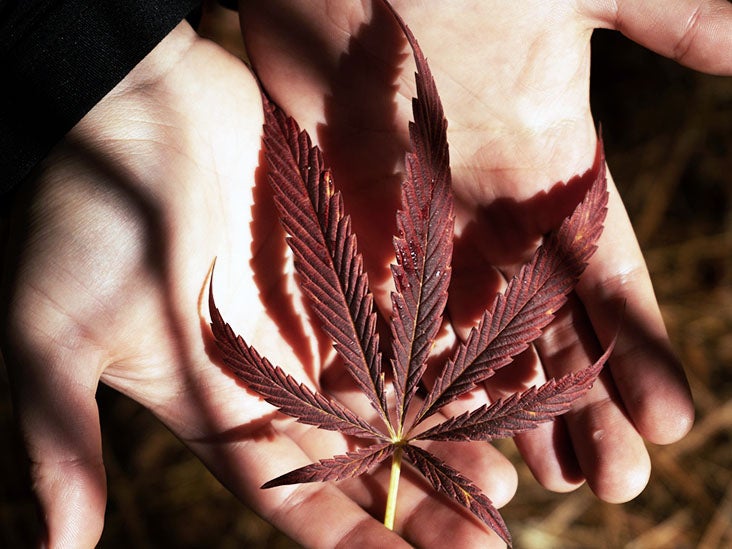 Cannabis alivia el dolor, mejora el sueño y el estado mental de los pacientes con cáncer