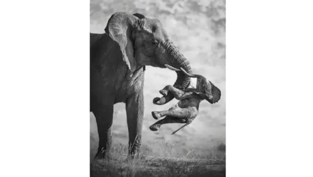 El duelo animal: la conmovedora conducta de una elefanta en Namibia