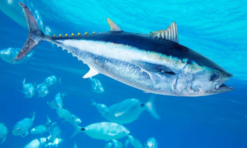 10 datos curiosos del atún | Conoce más de estos cazadores marinos