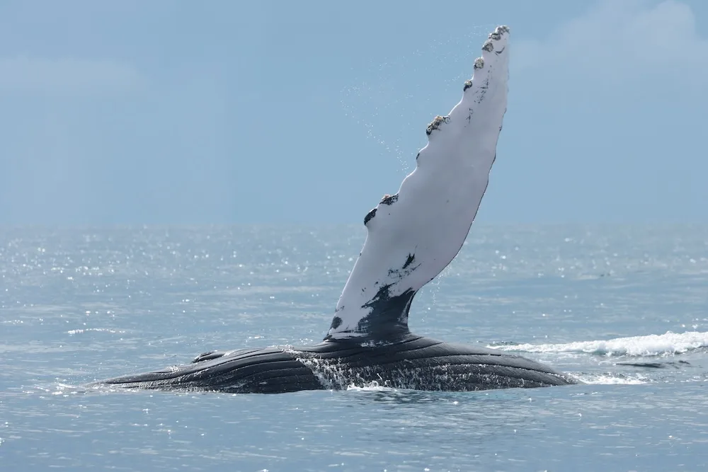 Ruido de barcos baja 45 % los cantos de ballenas en Panamá