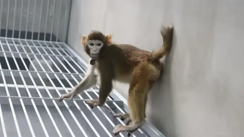 El precio de los monos de laboratorio se dispara en China