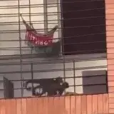 Mapache Ecoaventura pide rescatar a mono capuchino amarrado a una ventana