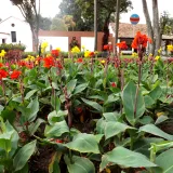 Capachos (Canna indica) at PDVSA La Estancia art center