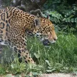 Descubren una nueva especie de árbol en Colombia