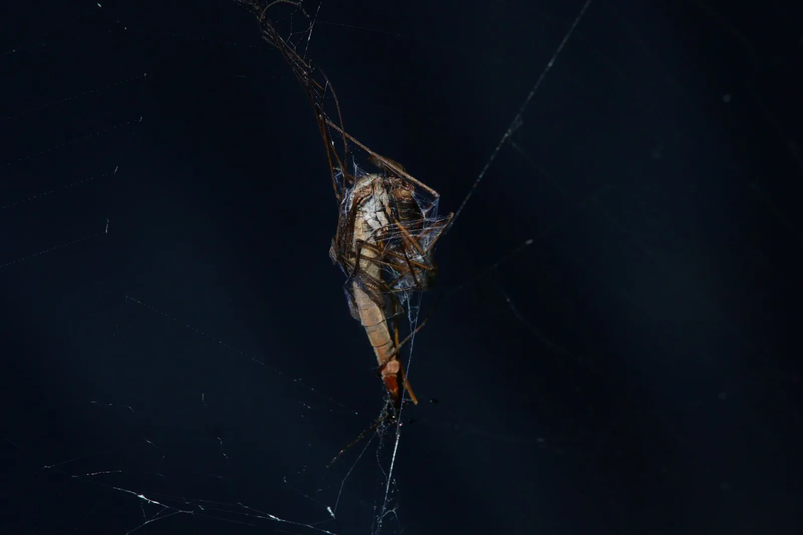 Una toma macro detallada de un insecto atrapado en una telaraña por la noche.