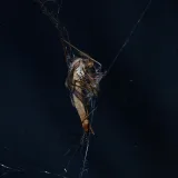 Una toma macro detallada de un insecto atrapado en una telaraña por la noche.