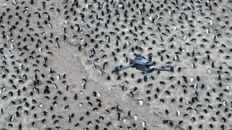 Una colonia de pingüinos perdió dos tercios de su población
