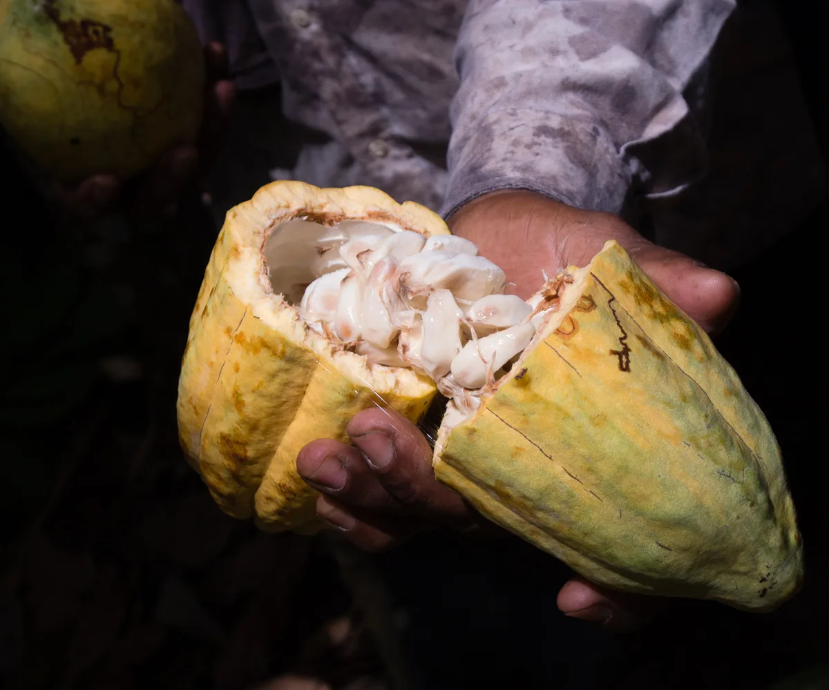 Venezuela tiene cerca de un millón de hectáreas aptas para sembrar cacao