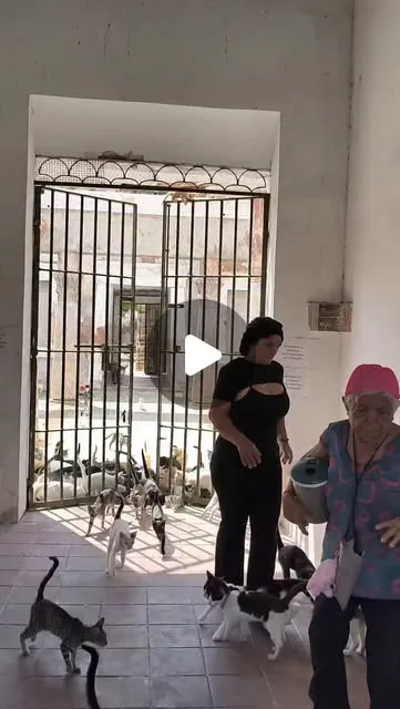 Publicación de Instagram de GatosEnSituacionDeCalle | rescatistas