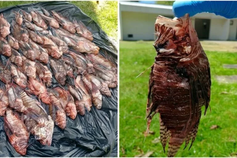 Capturan 440 peces león y alertan por su avance en Brasil