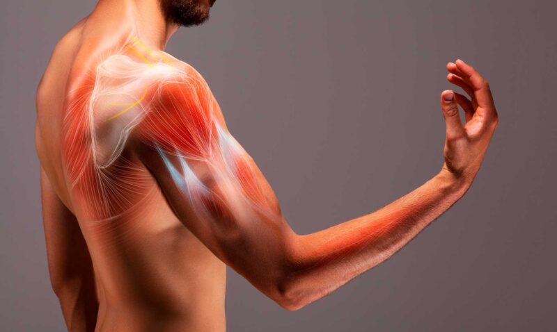 
				10 datos curiosos de los músculos | El sistema muscular al descubierto			
