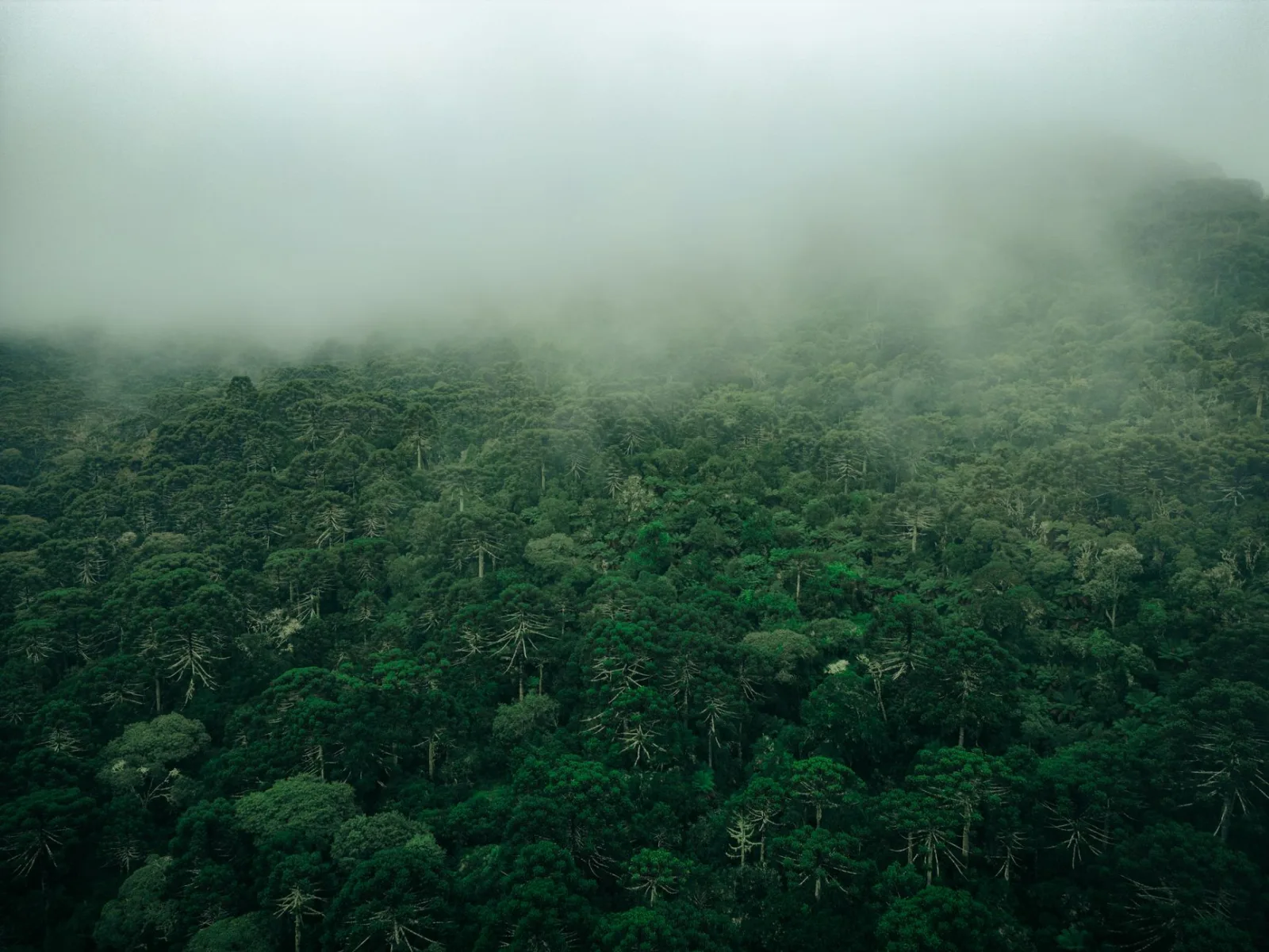 Vista aérea de un bosque denso cubierto de niebla en Urubici, Brasil. Frondoso y sereno.