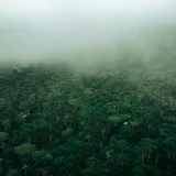Vista aérea de un bosque denso cubierto de niebla en Urubici, Brasil. Frondoso y sereno.