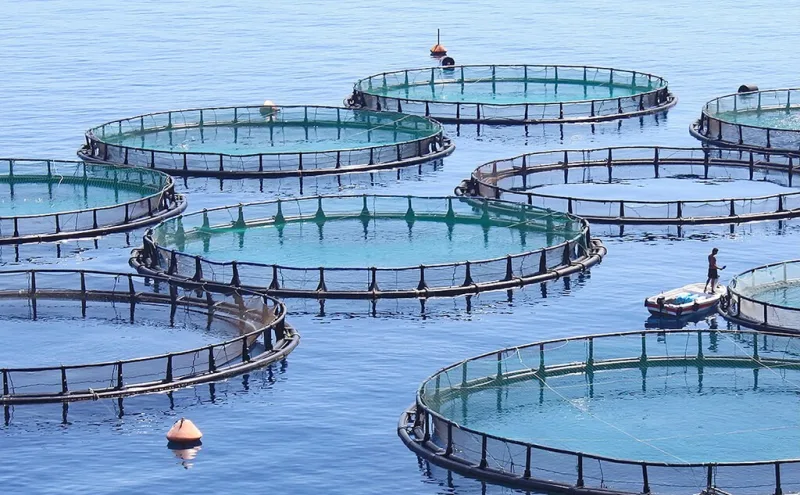 La acuicultura alimenta una crisis que golpea a Canarias
