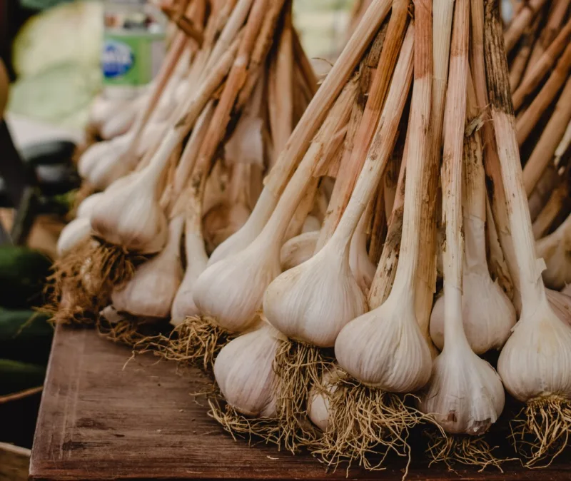 El pueblo extremeño que procesa 30 millones de kilos de ajo sin campo