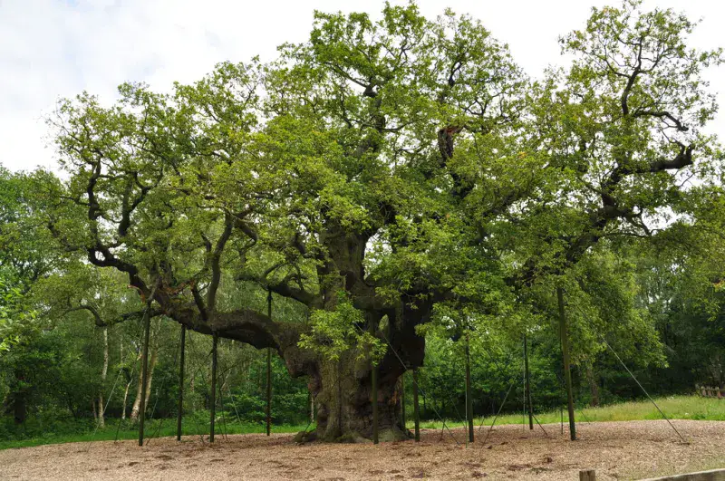 Muere el Major Oak, el roble más viejo de Europa tras más de mil años