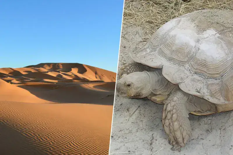 500 tortugas africanas ayudan a reverdecer zonas del Sahel tras una suelta en el borde del Sahara