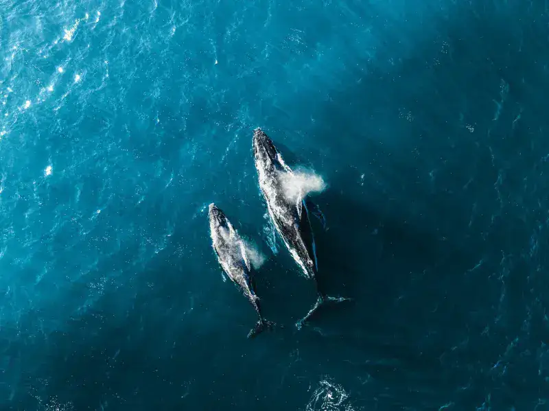 Un submarino desciende a 7.000 metros en el Índico y localiza un cementerio de ballenas sin precedentes