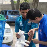Alcaldía de Maracaibo refuerza adopción y atención veterinaria de animales