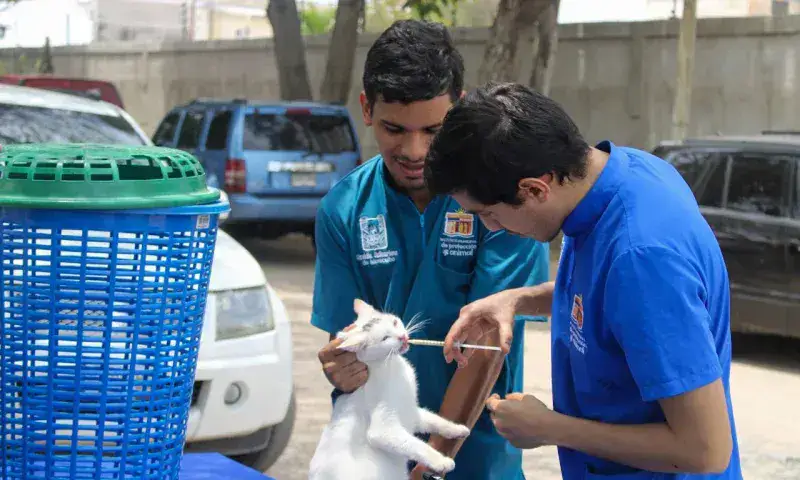 Alcaldía de Maracaibo refuerza adopción y atención veterinaria de animales