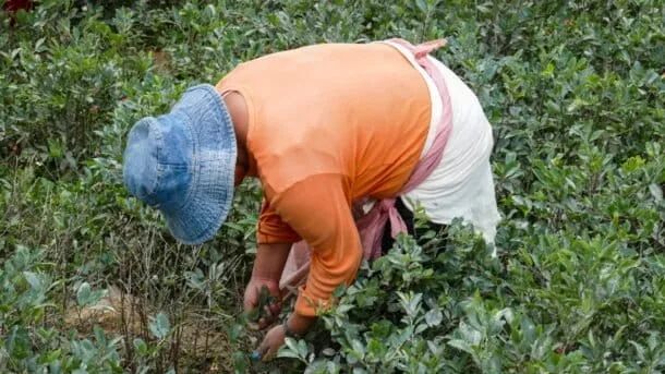 Colombia reabre debate por herbicida contra cultivos ilícitos