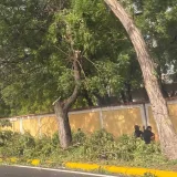 Denuncian tala de más de 20 árboles en Maracaibo