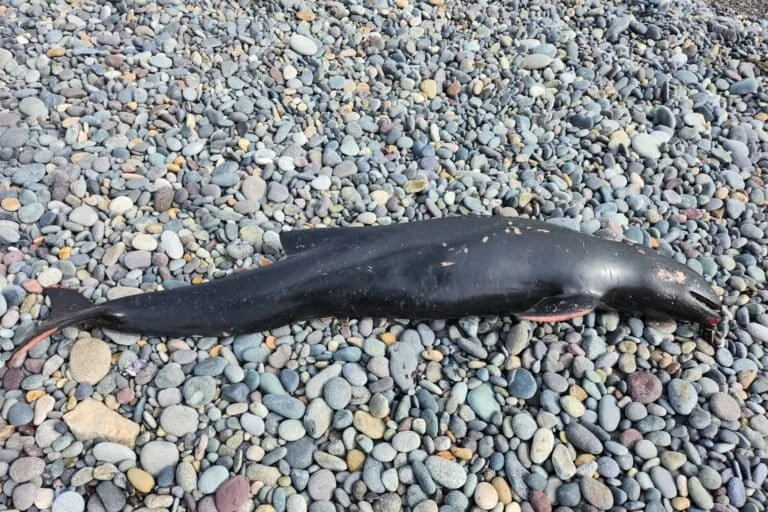 Pesca mata delfines, marsopas y albatros en Latinoamérica