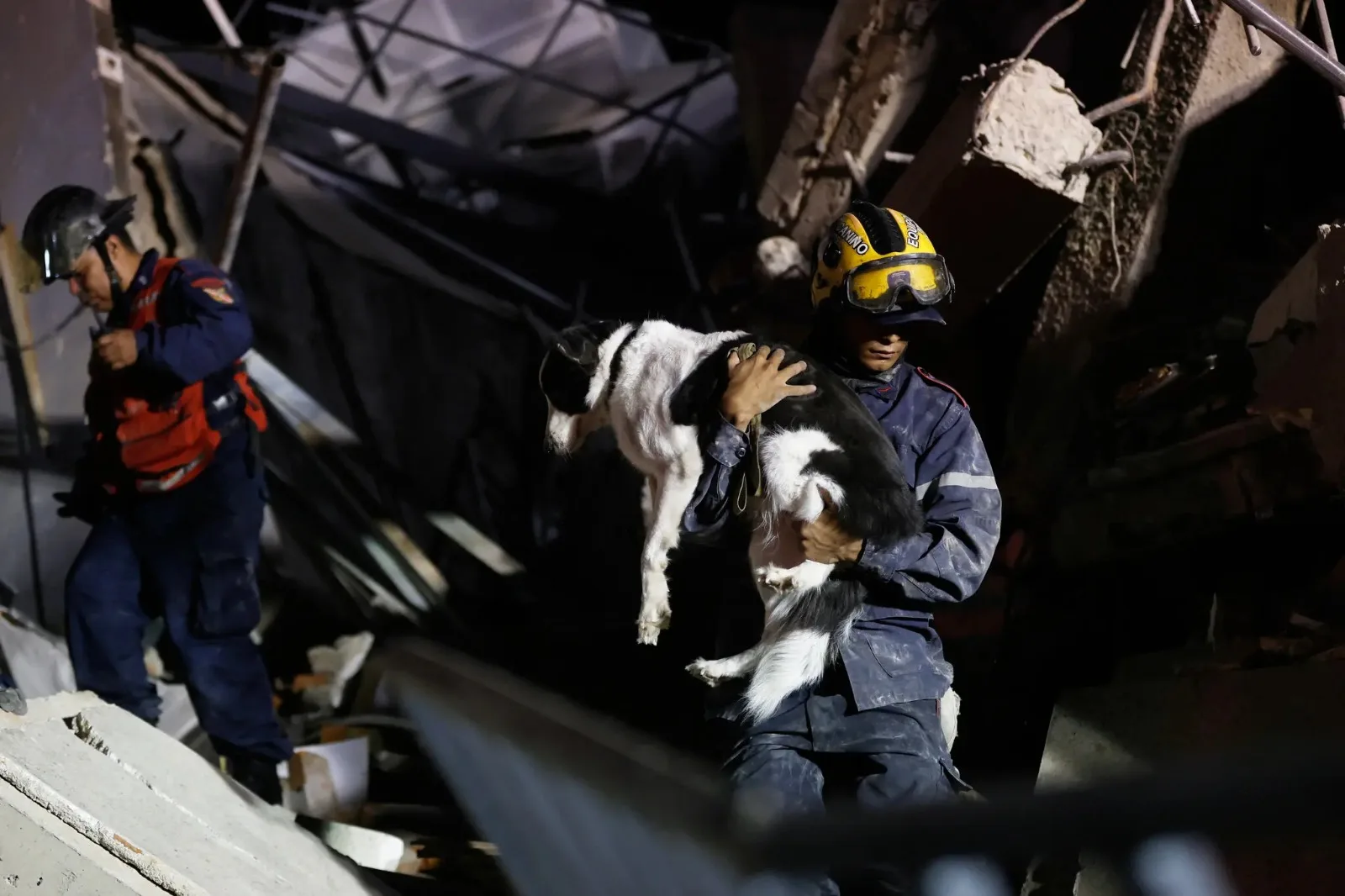 Mascotas también quedan atrapadas tras los sismos en Venezuela