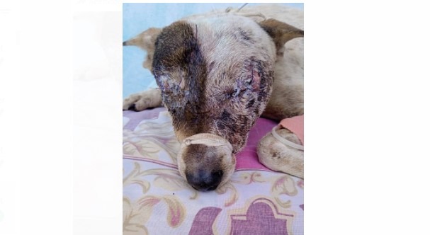 
			Le sacó los ojos a una perra porque le comió un chivo		