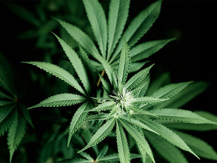 No se encuentra evidencia de que el cannabis reduzca el uso a largo plazo de opioides
