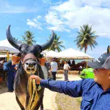 Expo Congreso de Ganadería Tropical reunió a unas 70 mil personas en Maracaibo