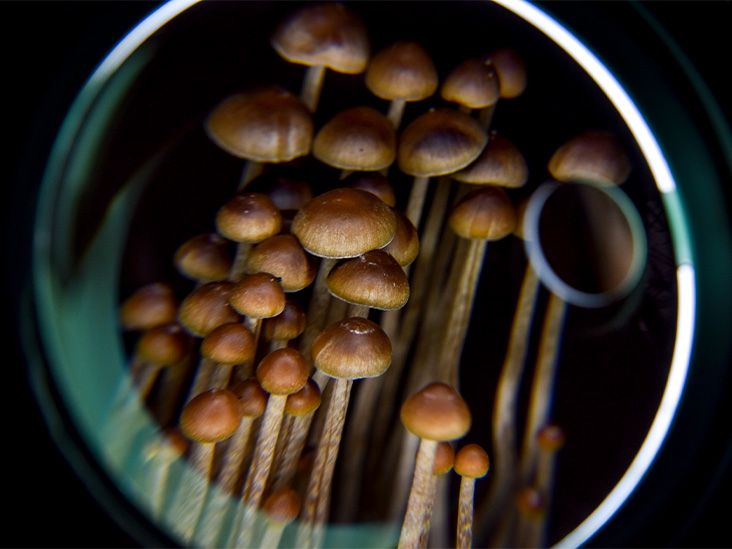 La psilocibina de los hongos podría reducir los síntomas de depresión en personas con cáncer