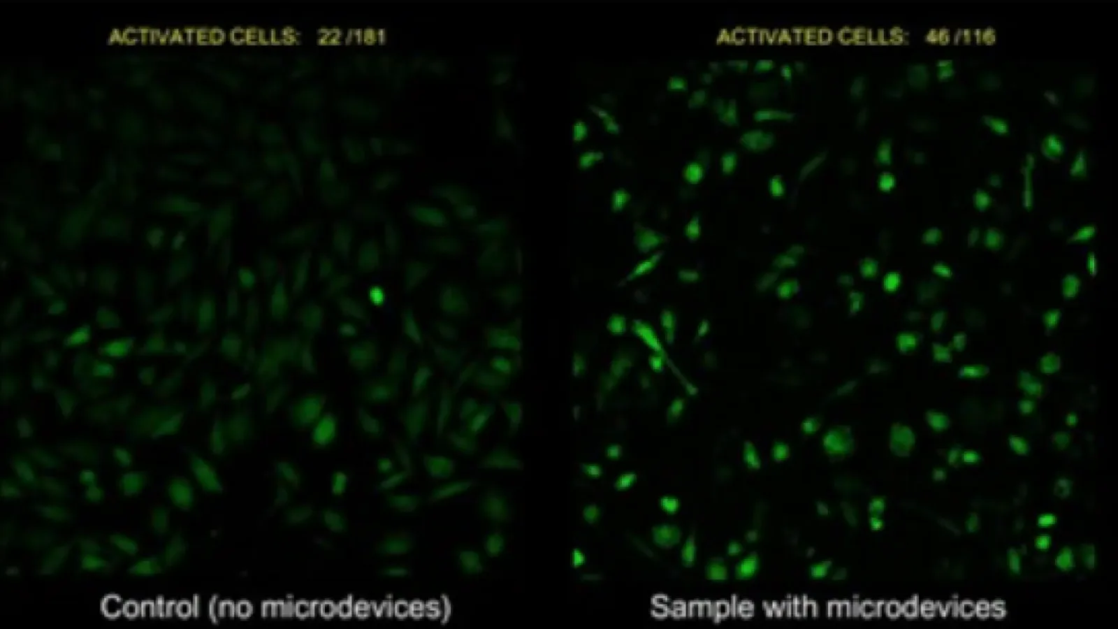 Microdispositivos activan células con ultrasonidos y apuntan a terapias más precisas